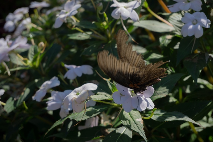 Butterfly @ Itoshima Ham English Garden